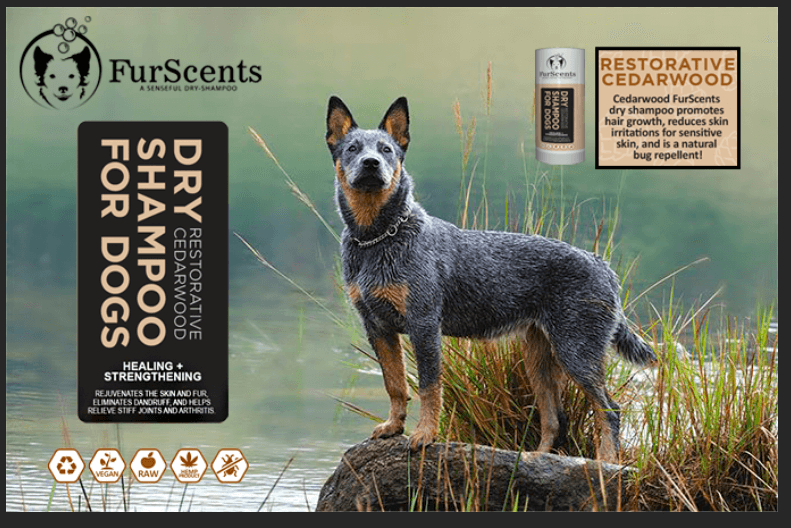 FurScents Restorative Cedarwood with Dog standing on rock at water's edge